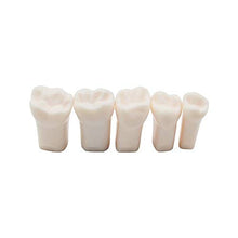 Load image into Gallery viewer, Newmore Nissin 200 or 500 Typodont Replacement Teeth with 32 Screws for Standard Model
