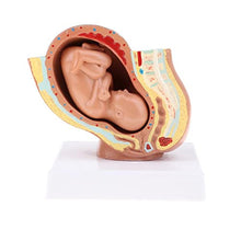 Load image into Gallery viewer, menolana 9th Month Fetus Models Human Fetal Development Model Lab Supplies
