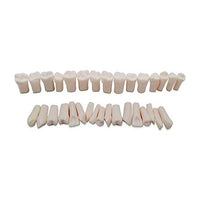 Replacing Typodont Manufacture Replacement 28/32PCS Lab Teeth Teaching Model New Imitation Teetn Model