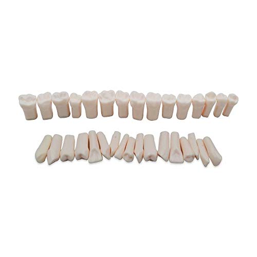 Replacing Typodont Manufacture Replacement 28/32PCS Lab Teeth Teaching Model New Imitation Teetn Model