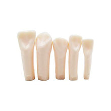 Load image into Gallery viewer, HumModels Full Resin Model Teeth Practice Teeth and Replace Teeth Tooth Model 32 pcs
