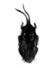 Load image into Gallery viewer, Costumes For All Occasions Ja07 Cockroach Single
