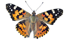 Load image into Gallery viewer, 5 Live Caterpillars to Grow Painted Lady Butterflies Kit w/ Butterfly Cage - Ready to Ship Now
