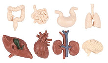 Load image into Gallery viewer, Safari 689304-SNL, Ltd. Human Organs TOOB - Quality Construction from Safe and BPA Free Materials Toy, Multicolor
