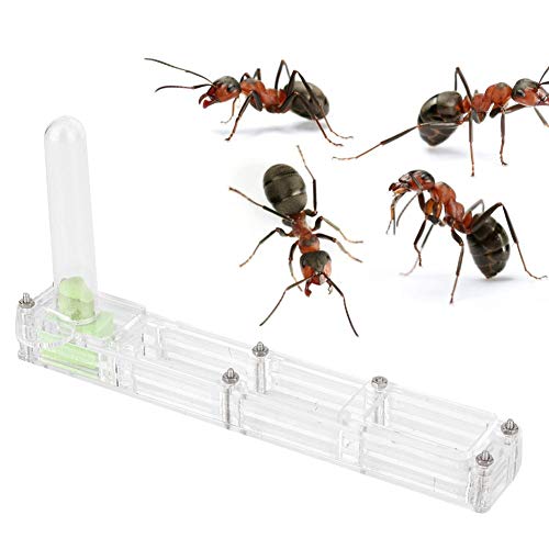 A sixx Ant Breeding Box, Acrylic Ant Breeding Nest Ant Farm House Ant Display Box with Water Tower, Moisturizing, with 1Pcs Dropper, 1Pcs Clamp, 1Pcs Glass Bottle(Transparent)