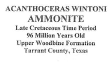 Load image into Gallery viewer, Ammonite Acanthoceras Split Polished Fossil Texas 96 MYO w/Label #16245 43o
