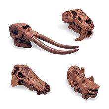 Load image into Gallery viewer, 8PCS Realistic Mini Mammal Skull Set Prehistoric Animals for Sandbox Kids Toys Woolly Rhino Smilodon Daeodon Mastodon Arsinoitherium
