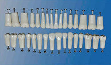 Load image into Gallery viewer, HumModels Replacement Screwed in Teeth Model Typodont Individuel Teeth 32PCS for Practice
