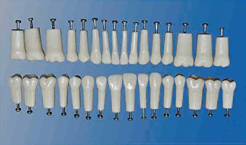 HumModels Replacement Screwed in Teeth Model Typodont Individuel Teeth 32PCS for Practice