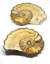 Load image into Gallery viewer, Ammonite Acanthoceras Split Polished Fossil Texas 96 MYO w/Label #16253 42o
