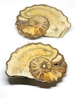 Ammonite Acanthoceras Split Polished Fossil Texas 96 MYO w/Label #16253 42o