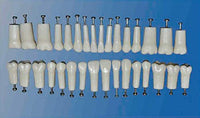 32pcs Model Teeth Practice Teeth and Replace Teeth Tooth Model