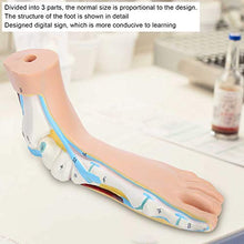 Load image into Gallery viewer, Human Foot Model Unplaning Model Body Accessories Fake Feet for Teaching Lectures(Arch foot)
