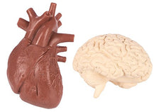 Load image into Gallery viewer, Safari 689304-SNL, Ltd. Human Organs TOOB - Quality Construction from Safe and BPA Free Materials Toy, Multicolor
