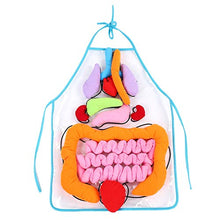 Load image into Gallery viewer, JULYKAI Teaching Apron, 3D Organ Apron, Detachable Pvc+Lint Intellectual For Children To Recognize And Play
