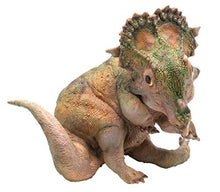 Load image into Gallery viewer, PNSO A-qi Young Sinoceratops Figure Ceratopsidae Dinosaur Triceratops Model Realistic PVC Animal Collector Toys Decor Gift for Adult
