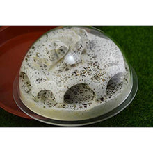 Load image into Gallery viewer, LLNN Insect Villa Acryl Ant Farm DIY Nest, Ant Farm Sand Plaster Mixed Ant Nest, Insect Ecology Box, Educational &amp; Learning Great Gift for Kids and Adults Festival Birthday Gift
