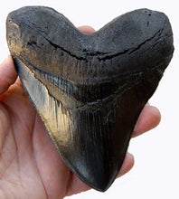 Load image into Gallery viewer, 5.5 Inch Megalodon (Carcharodon megalodon) tooth, Black with Serrations(Replica)

