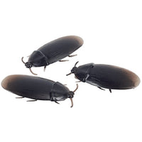 Loftus 12- Fake Roaches Prank Novelty Cockroach