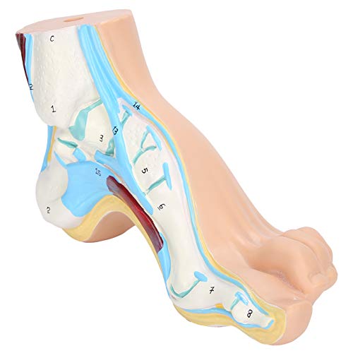 Human Foot Model Unplaning Model Body Accessories Fake Feet for Teaching Lectures(Arch foot)