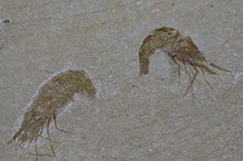 Load image into Gallery viewer, Carpopenaeus Shrimp (Two) Dinosaur Fossil 14o #16443
