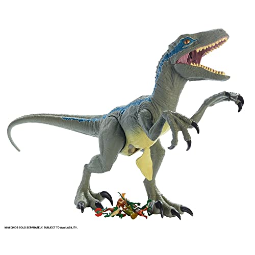 Jurassic World Super Colossal Velociraptor Blue 18 High & 3.5 Feet Long with Realistic Color, Articulated Arms & Legs, Swallows 20 Mini Action Figures [Amazon Exclusive]
