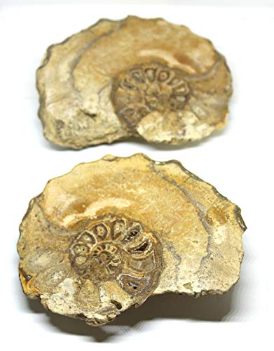 Ammonite Acanthoceras Split Polished Fossil Texas 96 MYO w/Label #16245 43o