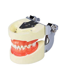 Load image into Gallery viewer, Newmore Nissin 200 or 500 Typodont Replacement Teeth with 32 Screws for Standard Model
