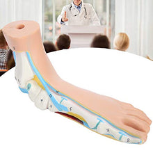 Load image into Gallery viewer, Human Foot Model Unplaning Model Body Accessories Fake Feet for Teaching Lectures(Arch foot)
