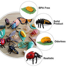 Load image into Gallery viewer, TOYMANY 16PCS Insect Figurines Life Cycle of Monarch Butterfly,Honey Bee,Cicada,Ladybug, Plastic Caterpillars to Butterflies Bug Figures Toy Kit Educational School Project for Kids Toddlers
