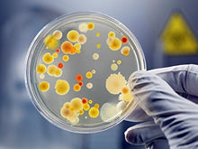 Load image into Gallery viewer, EZ BioResearch Bacteria Science Kit (I) : Pre-poured LB Agar Plates and Cotton Swabs, E-Book for Science Fair Project with Award Winning Experiments
