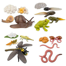 Load image into Gallery viewer, TOYMANY 17PCS Life Cycle of Frog Snail Earthworm Dragonfly, Egg Tadpole to Frog Safariology Amphibian Figurines Toy Kit, Plastic Forest Animal Figures Educational School Project for Kids
