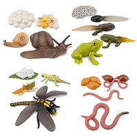 TOYMANY 17PCS Life Cycle of Frog Snail Earthworm Dragonfly, Egg Tadpole to Frog Safariology Amphibian Figurines Toy Kit, Plastic Forest Animal Figures Educational School Project for Kids