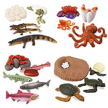Load image into Gallery viewer, TOYMANY 17PCS Sea Animal Life Cycle Figurines of Green Sea Turtle Crocodile Octopus Salmon Fish, Plastic Marine Figures Toy Kit School Project Cake Topper Party Supplies for Kids Toddlers
