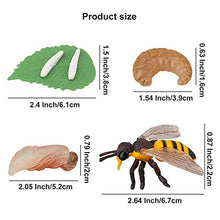 Load image into Gallery viewer, TOYMANY 16PCS Insect Figurines Life Cycle of Stag Beetle,Honey Bee,Mantis,Ant Plastic Safariology Bug Figures Toy Kit Caterpillars to Butterflies Educational School Project for Kids Toddlers
