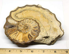 Load image into Gallery viewer, Ammonite Acanthoceras Split Polished Fossil Texas 96 MYO w/Label #16253 42o
