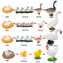 Load image into Gallery viewer, TOYMANY 16PCS Life Cycle of Goose White Swan Chicken Duck Farm Animals Figures, Plastic Safariology Growth Cycle Eggs Figurines Toy Kit School Project Cake Topper for Kids Toddlers
