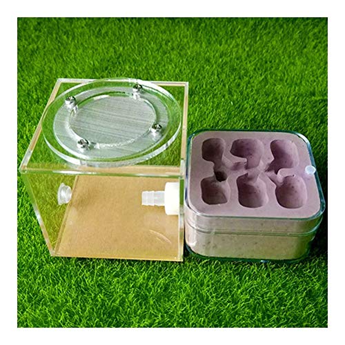 LLNN Insect Villa Acryl Ant Farm DIY Nest, Ant Farm Castle,Habitat Educational Learning Science Kit Toy Natural Insect Ecology Box Sand Nest Breeding Cage Ant House Festival Birthday Gift