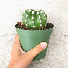 Load image into Gallery viewer, Echinopsis Domino Cactus Furry Round Spiky Indoor Plant Succulent (2&#39;&#39; + Clay Pot)
