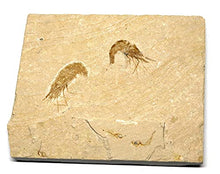 Load image into Gallery viewer, Carpopenaeus Shrimp (Two) Dinosaur Fossil 14o #16443

