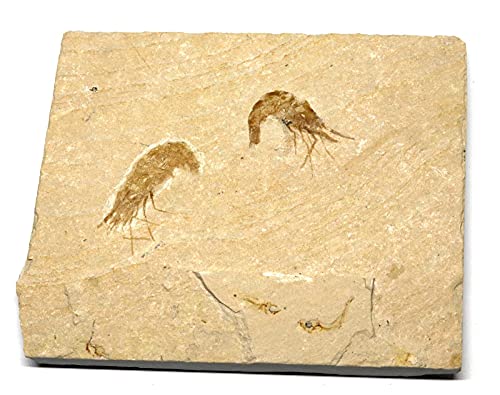 Carpopenaeus Shrimp (Two) Dinosaur Fossil 14o #16443