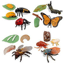 Load image into Gallery viewer, TOYMANY 16PCS Insect Figurines Life Cycle of Monarch Butterfly,Honey Bee,Cicada,Ladybug, Plastic Caterpillars to Butterflies Bug Figures Toy Kit Educational School Project for Kids Toddlers
