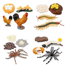Load image into Gallery viewer, TOYMANY 16PCS Life Cycle of Chicken Hen Centipede Spider Mosquito Farm Animals Figure, Plastic Food Chain Animal Figurines Toy Kit Educational School Project for Kids Toddlers
