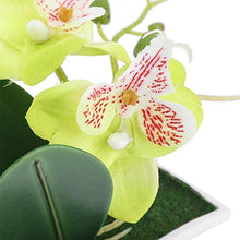 Load image into Gallery viewer, Okuyonic Beautiful Exquisite Workmanship Durable Reusable Plastic Artificial Butterfly Orchid for Home
