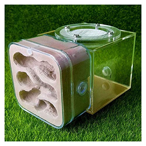 LLNN Insect Villa Acryl Ant Farm DIY Nest, Plaster Ant Workshop Ant Nest Acrylic Ants Farm Kids DIY Educational Toys Pet Ants Insect Cages Festival Birthday Gift (Color : B)