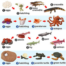 Load image into Gallery viewer, TOYMANY 17PCS Sea Animal Life Cycle Figurines of Green Sea Turtle Crocodile Octopus Salmon Fish, Plastic Marine Figures Toy Kit School Project Cake Topper Party Supplies for Kids Toddlers
