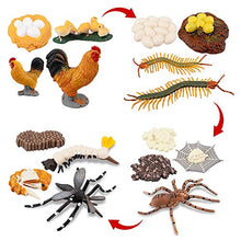 Load image into Gallery viewer, TOYMANY 16PCS Life Cycle of Chicken Hen Centipede Spider Mosquito Farm Animals Figure, Plastic Food Chain Animal Figurines Toy Kit Educational School Project for Kids Toddlers
