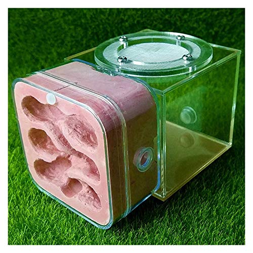 LLNN Insect Villa Acryl Ant Farm DIY Nest, Plaster Ant Workshop Ant Nest Acrylic Ants Farm Kids DIY Educational Toys Pet Ants Insect Cages Festival Birthday Gift (Color : C)