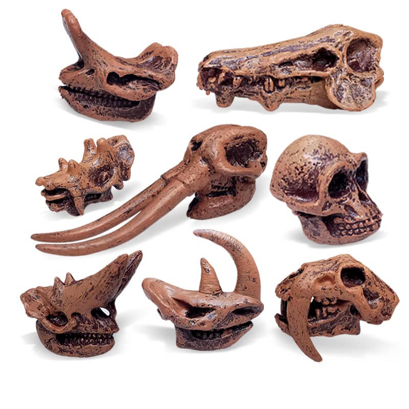 8PCS Realistic Mini Mammal Skull Set Prehistoric Animals for Sandbox Kids Toys Woolly Rhino Smilodon Daeodon Mastodon Arsinoitherium