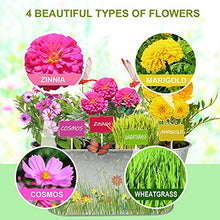 Load image into Gallery viewer, Plant Flower Growing Kit-Kids Gardening Science Gifts for Girls and Boys Ages 4-12-STEM Arts Crafts Project Activity-Cosmos&amp;Zinnia&amp;Wheatgrass Garden: Includes Everything Needed to Paint and Grow
